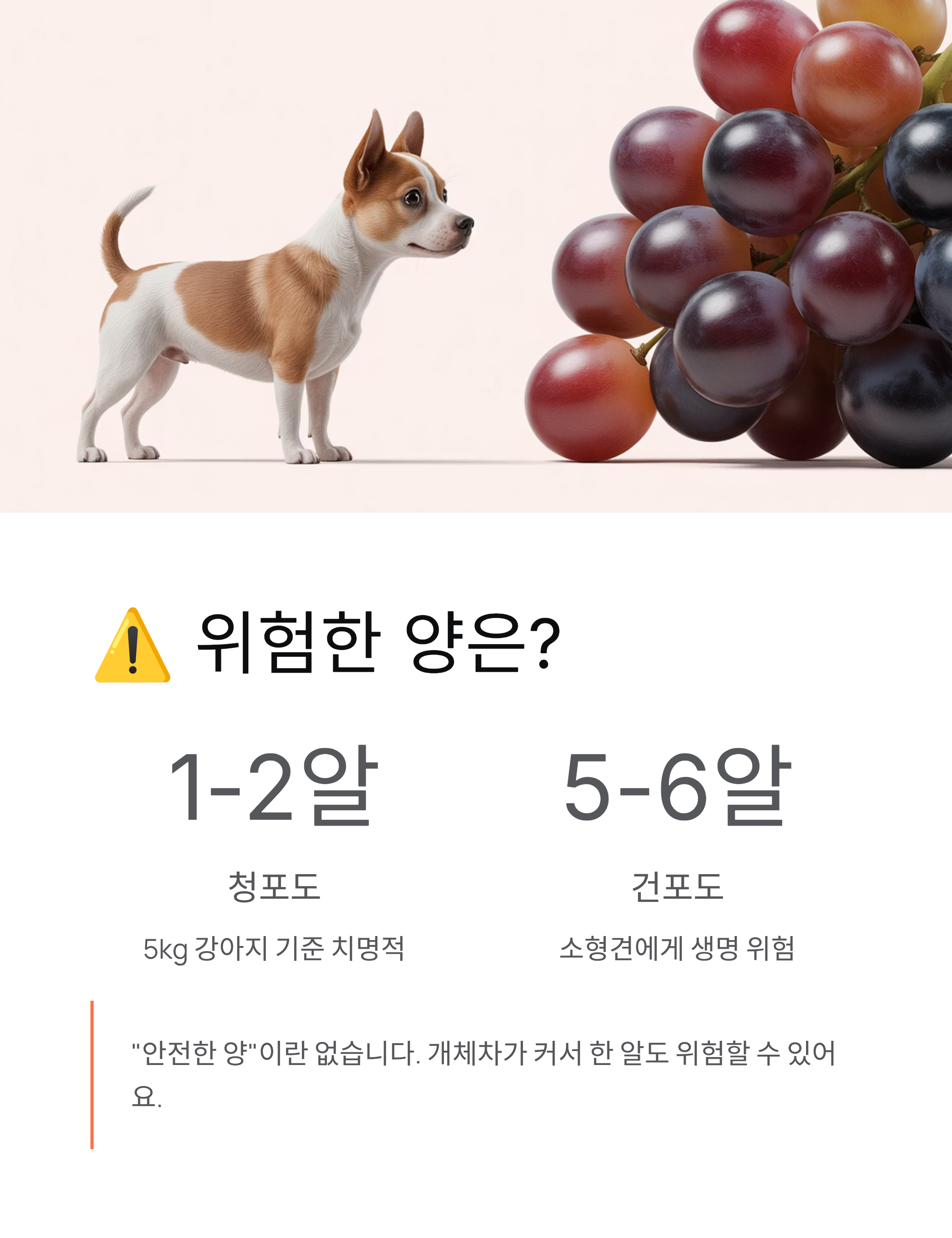 강아지 포도 먹으면 죽는다?단 한 알도 절대 안 되는 이유