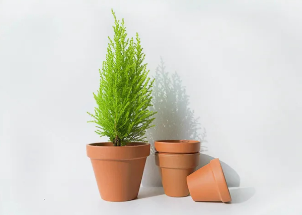 공기정화 식물 율마