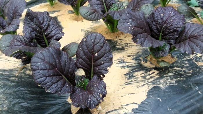 겨자채-적겨자-청겨자-재배법-배추좀나방-벼룩잎벌레-병충해-증상-방제방법