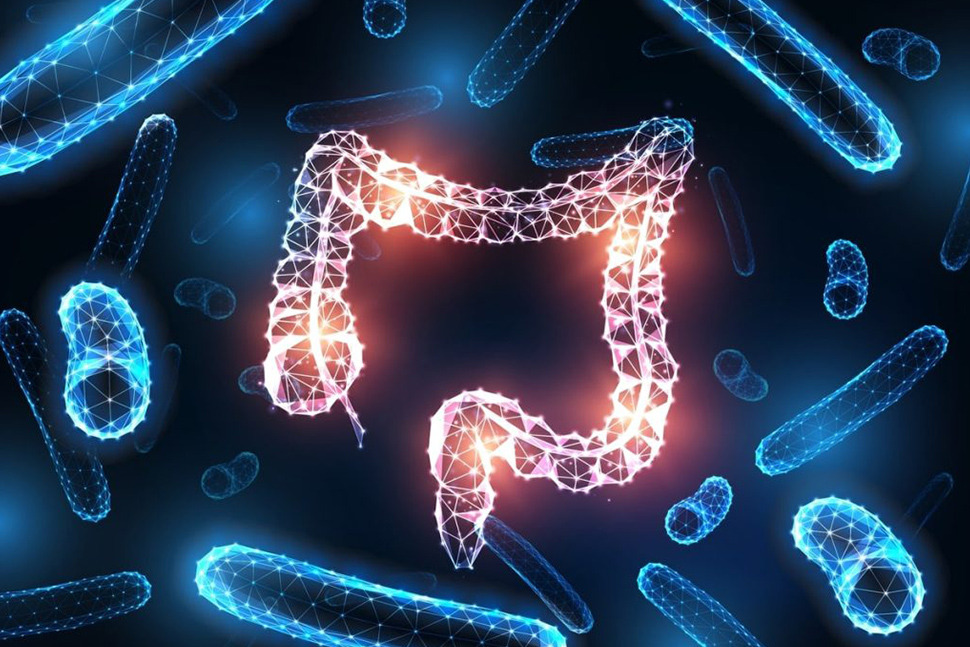 폐경 마이크로바이옴 에스트로겐 여성건강 호르몬치료