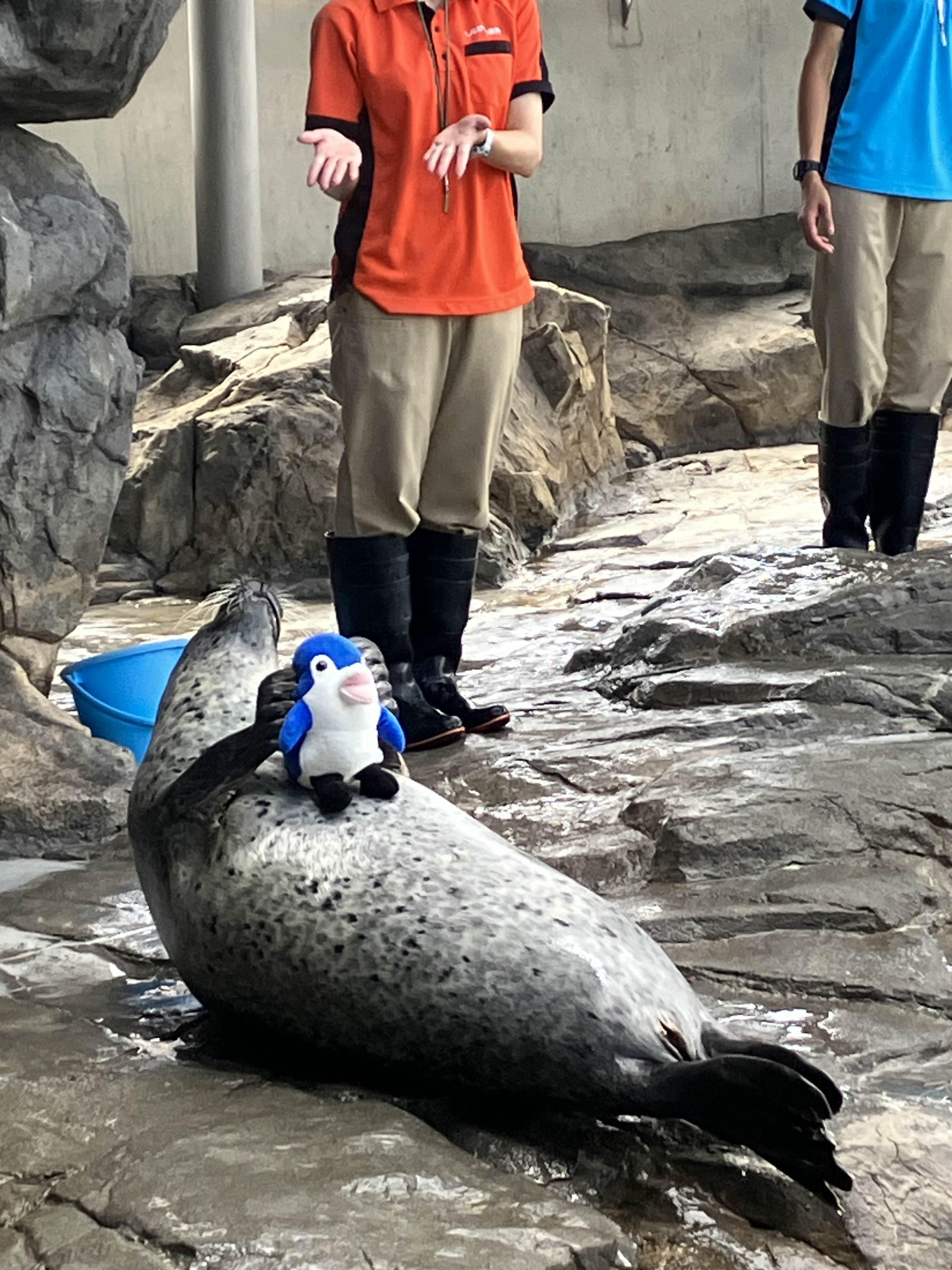 시나가와 수족관의 마스코트 캐릭터 인형을 들고 있는 바다표범