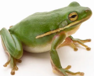 개구리 나오는 꿈