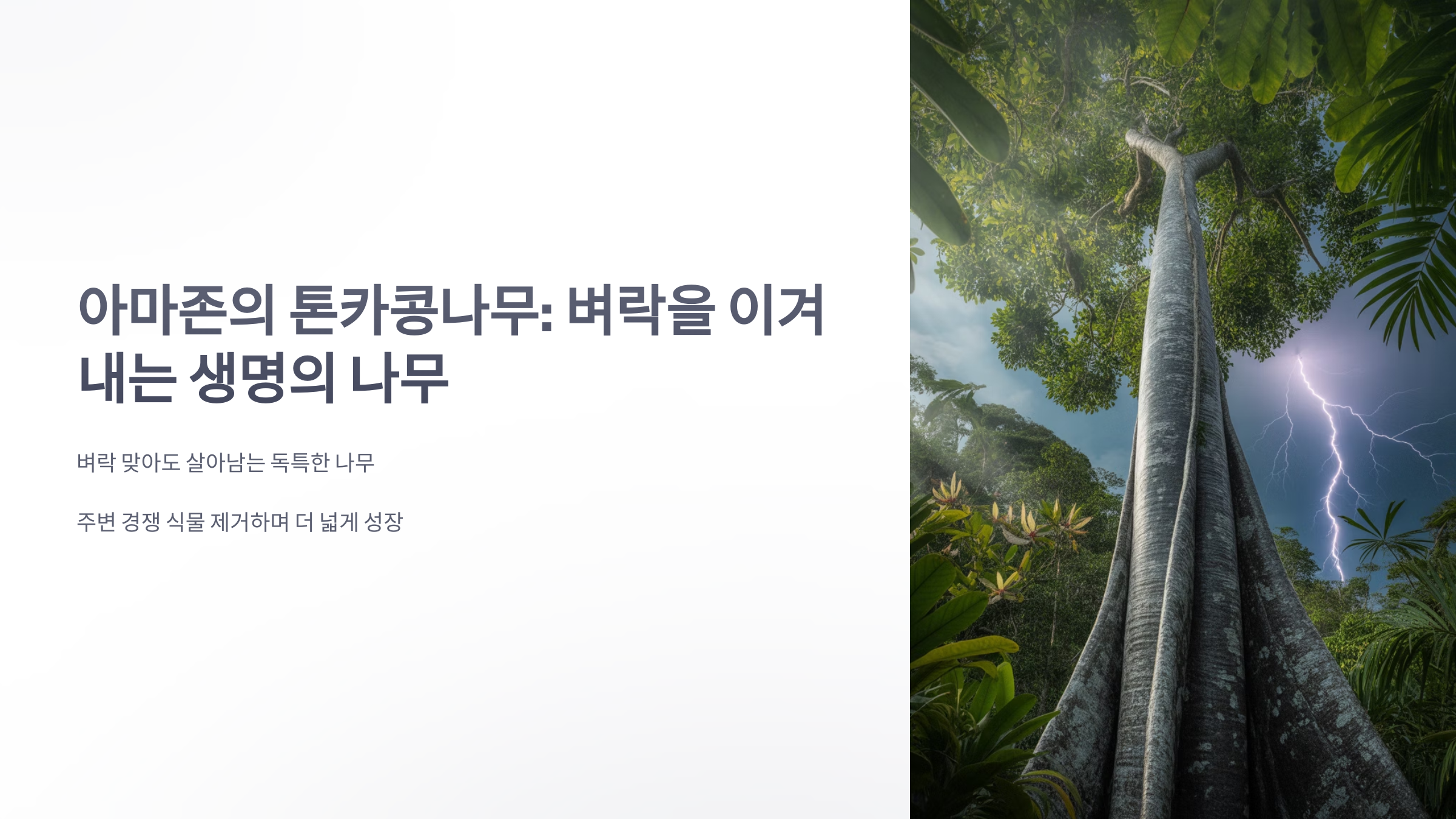 참조-아마존의-톤카콩나무-1