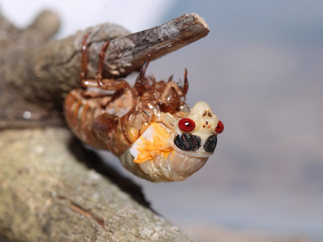Cicadas