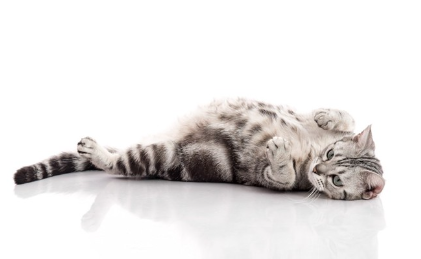 뒹굴거리는 고양이.