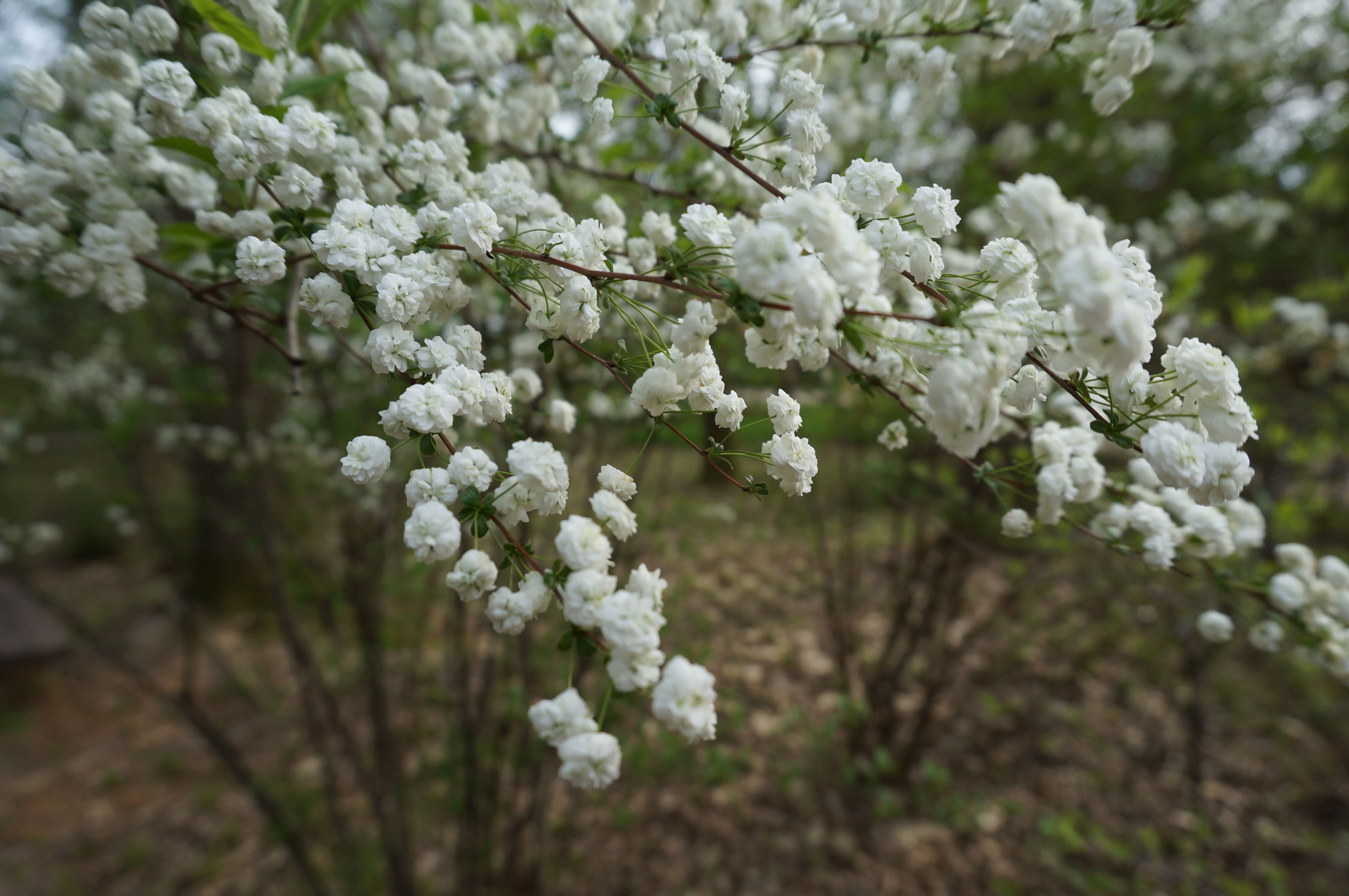 Prunus glandulosa f. albiplena Koehne