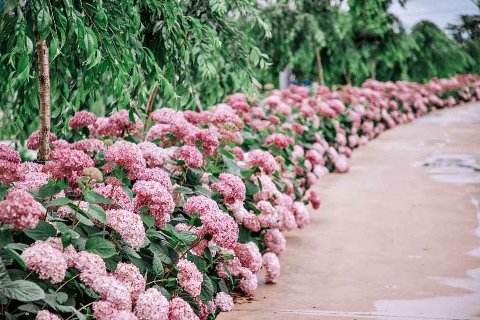 유구 색동수국정원