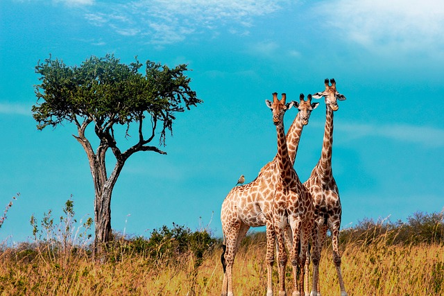 초원에 목이 긴 기린 3마리가 모여 서있다. 몸은 갈색과 하얀색이 섞여있고 다리와 목이 매우 길다.