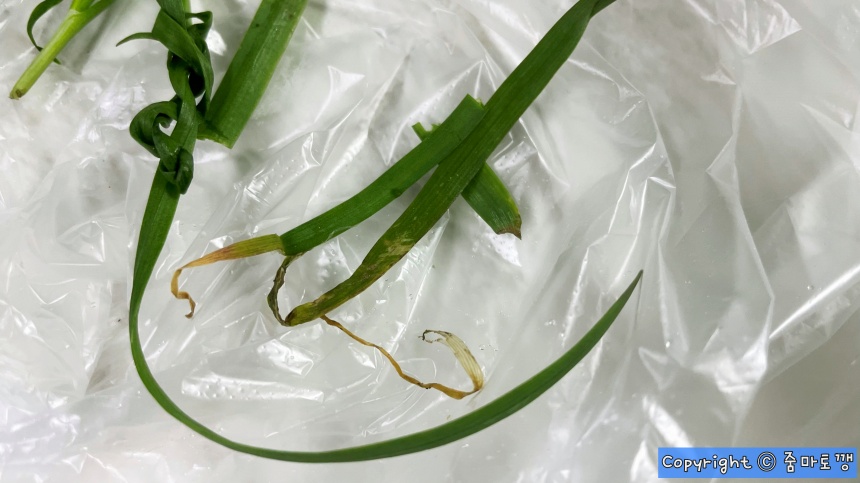 상한-부추-골라내기