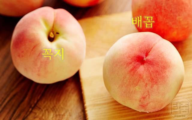 맛있는 복숭아 고르는법 배꼽 복숭아보관법 신비 천도 황도 백도