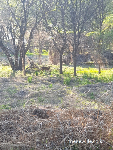 서울 암사생태공원 걷기 좋은 길 &ndash; 숲 속에서 풀을 뜯고 있는 고라니 모습