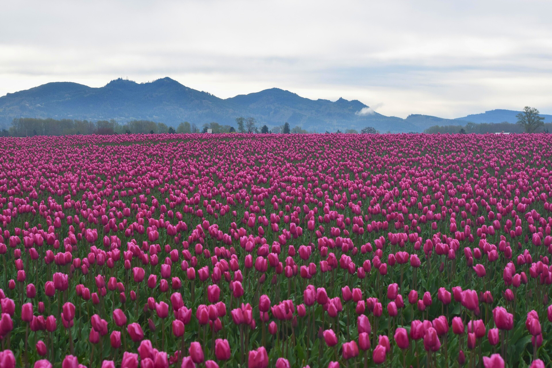 태안 꽃 박람회 튤립