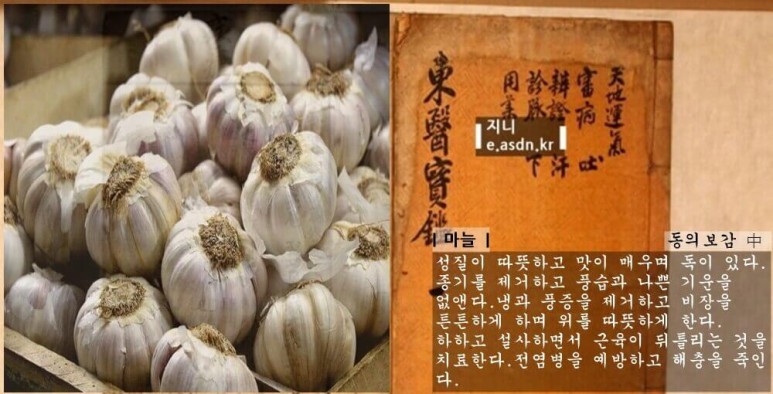 마늘 효능 12가지와 부작용 총정리...음식건강이야기 열번째
