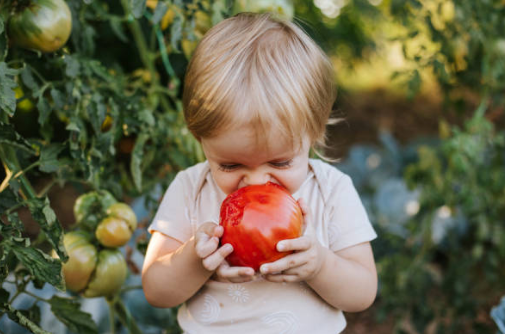 토마토 효능&amp;#44; 보관방법&amp;#44; 부작용 총정리 (2024ver)