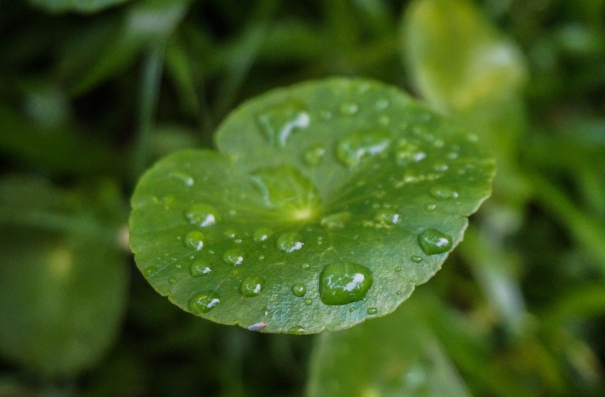 시카(CICA) 제품의 핵심 원료이자 마데카소사이드의 기원이 되는 병풀 잎의 모습