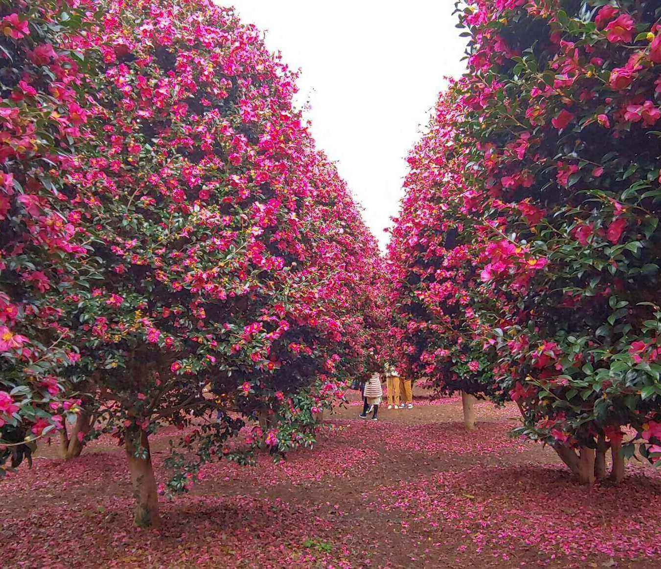 제주 동백부엌 제주 동백포레스트 동백수목원 제주 제주 동백별장 제주동백오일 제주동백수목원 제주 동백키친 제주동백을담다 제주 동백수목원 2월 제주동백축제 제주동백기름 제주 동백군락지 제주 동백국수 제주 3월 동백 제주 동백 카페 호매실 제주동백 제주 동백수목원 입장료 제주 동백 술 제주 동백꽃 제주 동백꽃 명소 제주동백마을 제주 동백수목원 제주 동백동산 제주 동백꽃 개화시기 제주 동백꽃구경할곳 제주 동백 제주 동백낭 제주 동백꽃 피는 시기 제주 동백펜션 위미리 동백 군락지 위미리 동백수목원 제주 위미리동백군락지 위미리동백 제주 위미리동백 동백나무 위미리동백 서귀포 위미리동백 겨울 위미리동백 방문 위미리 동백군락지 위미리 동백 개화 제주 위미리 동백군락지 제주도 위미리 동백군락지 위미리동백군락지