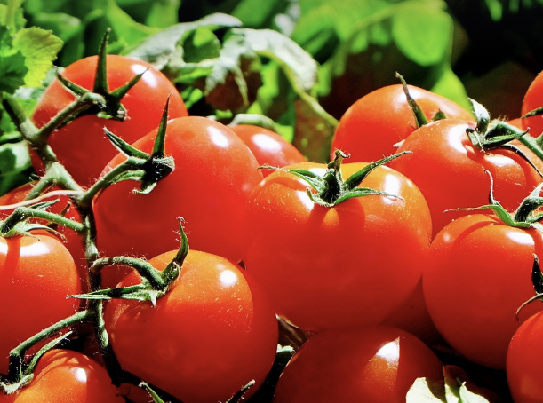 토마토15