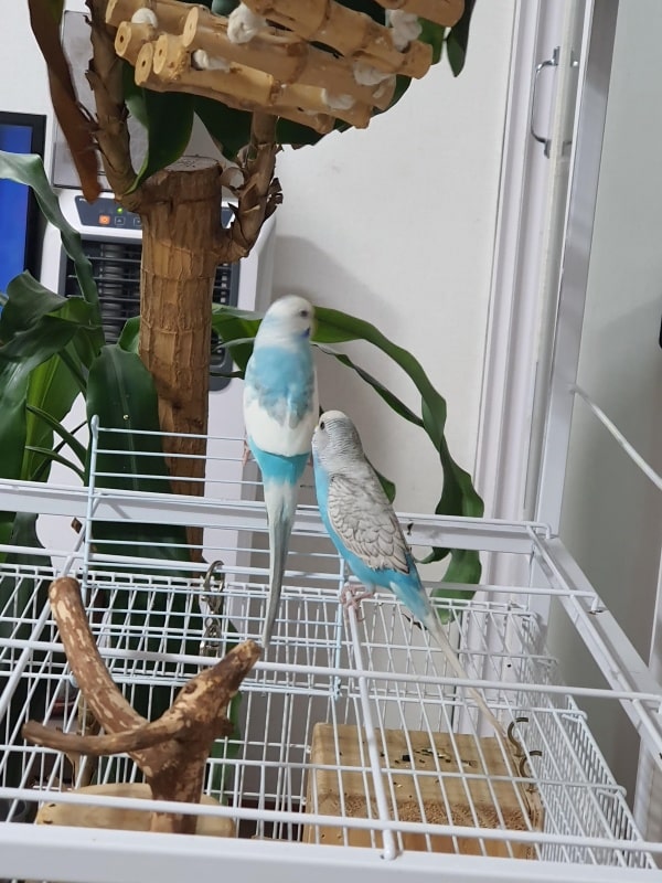 사랑 앵무(잉꼬새)키우기 시작