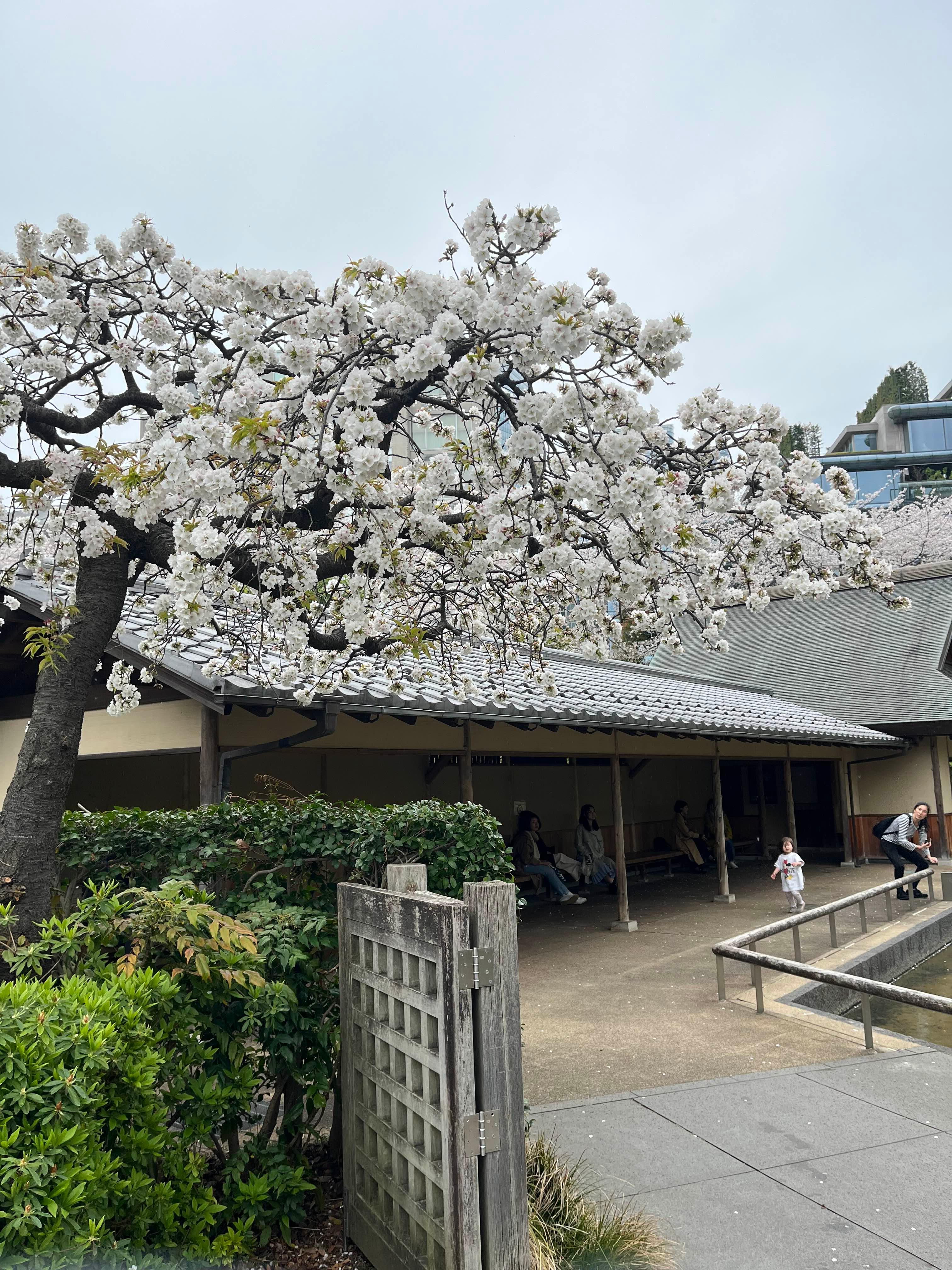 도쿄 미드타운 벚꽃