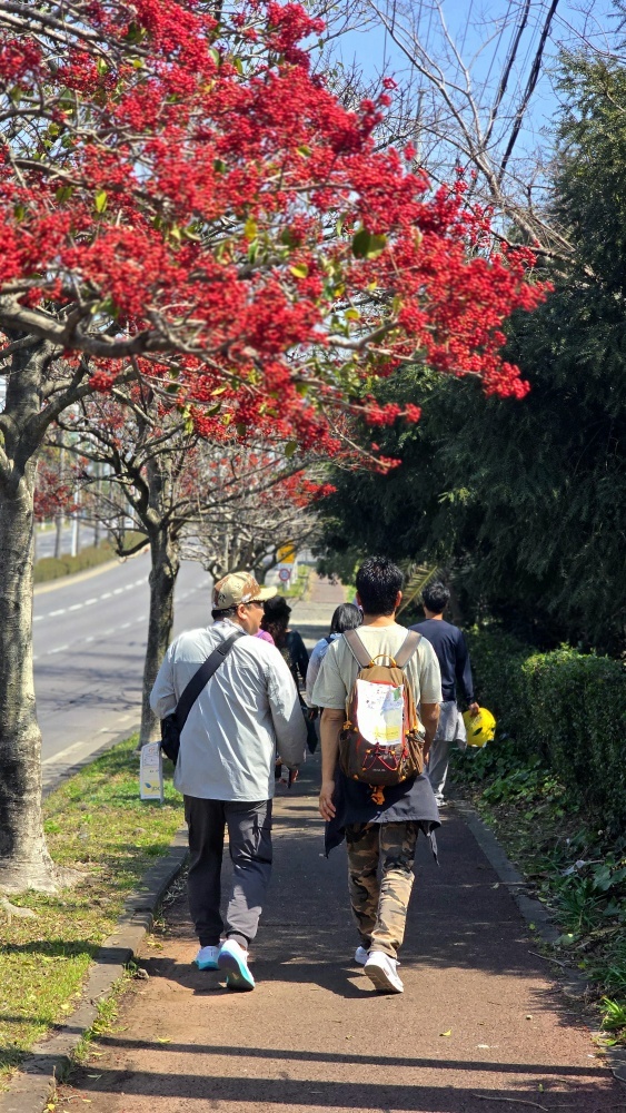 제주 유채꽃걷기대회
