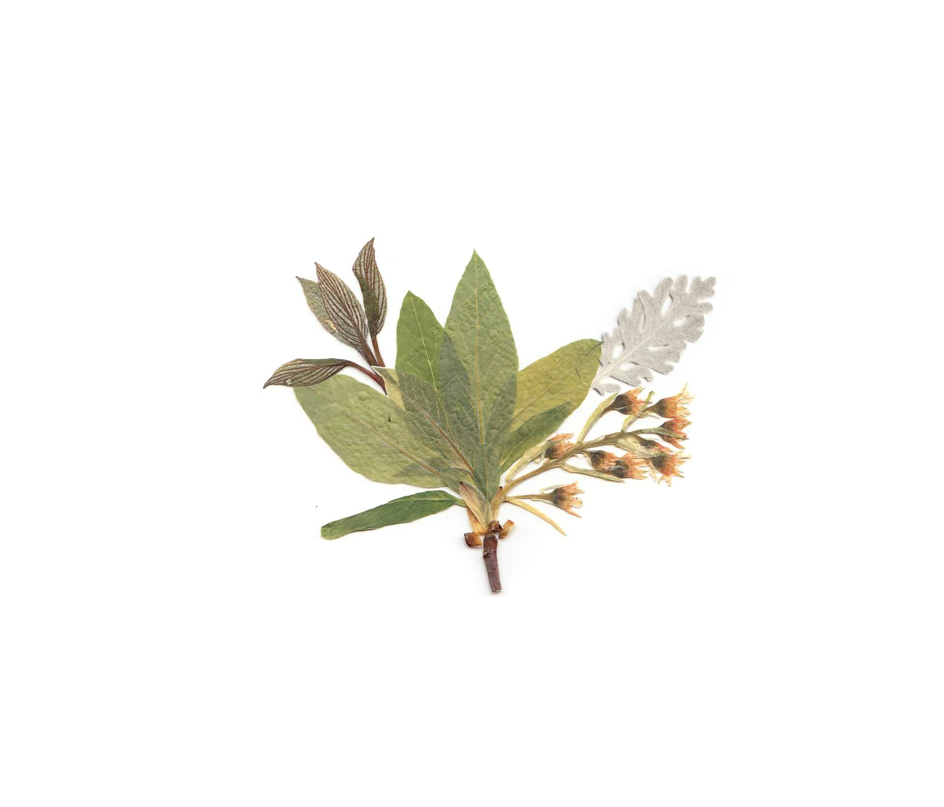 집에서도 가능한 압화 제작법 ― 다리미&middot;책으로 손쉽게 꽃 누르기