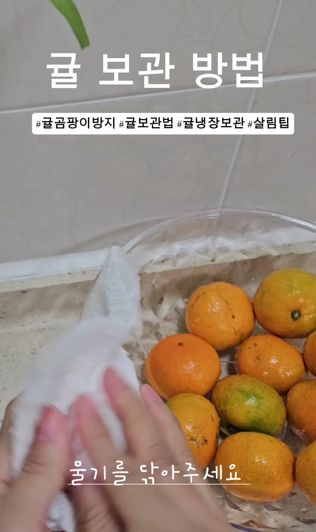 세척한-귤의-물을-닦는다