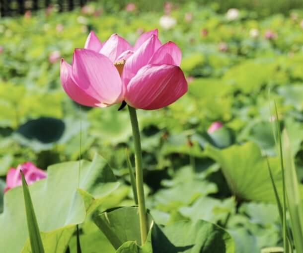 성주 가볼만한곳 베스트 10