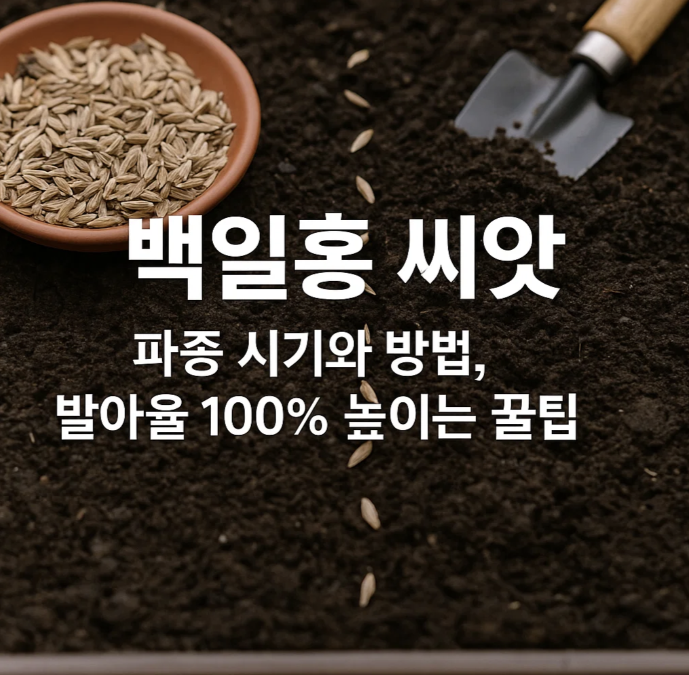 백일홍 씨앗 파종 시기와 방법, 발아율 100% 높이는 꿀팁 대공개