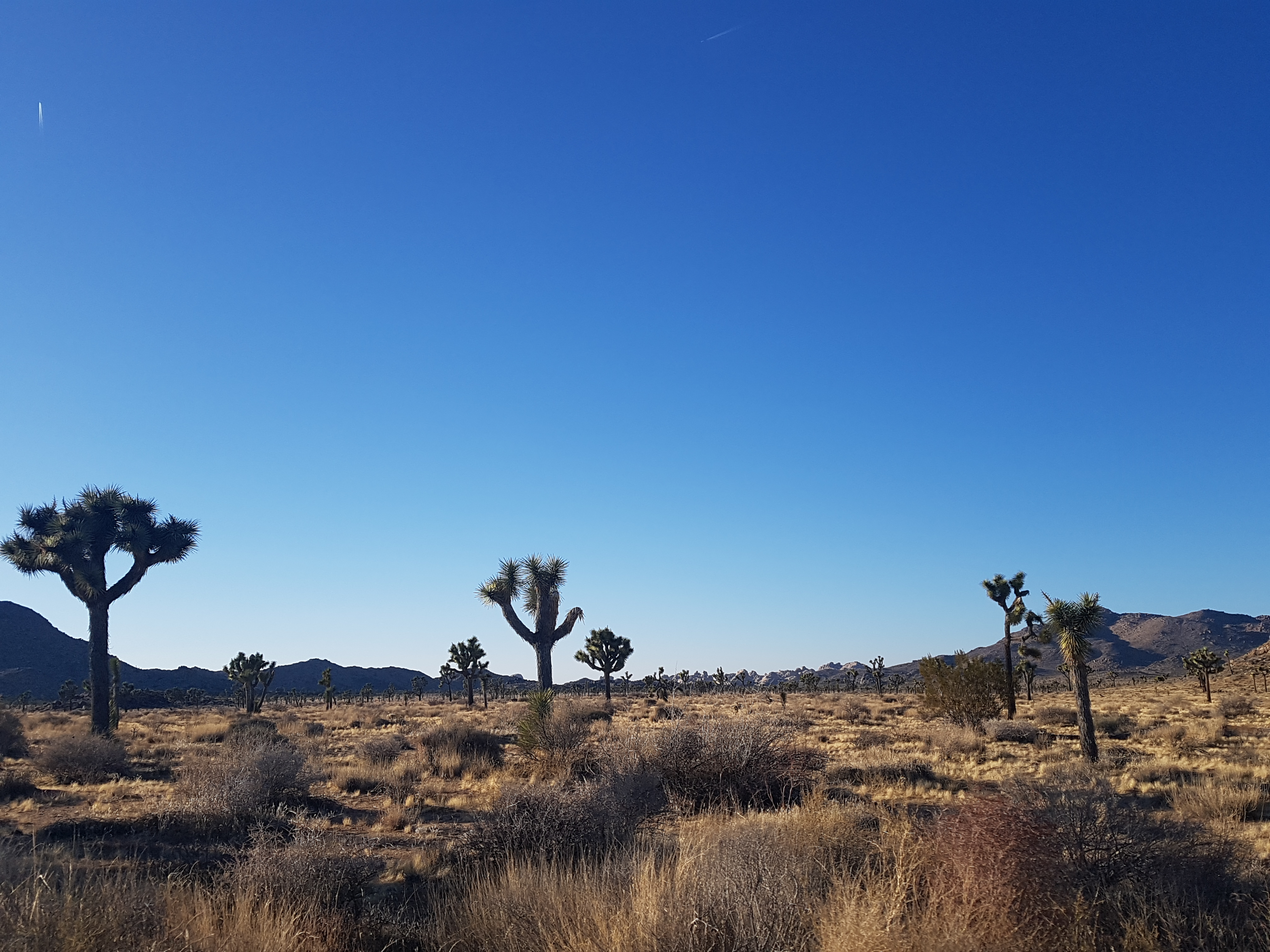 푸른 하늘 아래 펼쳐진 건조한 사막과 조슈아 트리 전경
