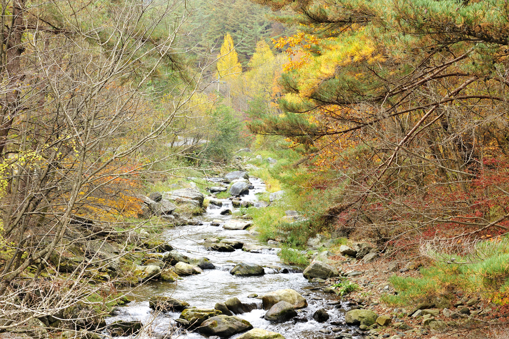 정선 가리왕산 계곡: 숲속 힐링의 대명사