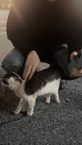 양평 닭갈비집 주차장에서 만난 길고양이가 다가와 애교를 부리는 장면 gif