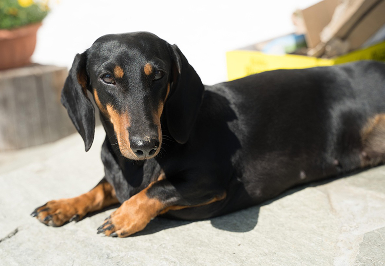 닥스훈트(Dachshund)