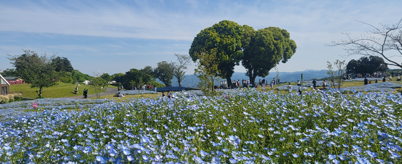 계절에 따라 꽃들이 만발, 봄엔 네모피라