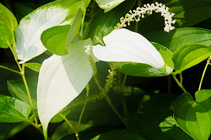 삼백초추출물-하루-섭취-권장량