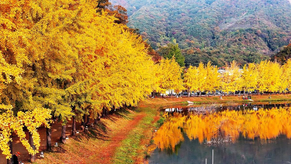 괴산 문광저수지 은행나무길