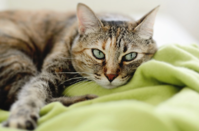 담요 위에 눕는 고양이