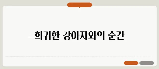 희귀한 강아지와 함께하는 특별한 경험