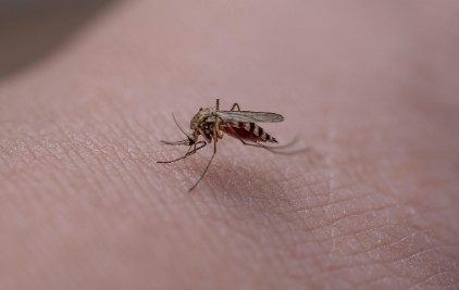 모기 퇴치하는 방법! 생활 꿀팁&amp;#44; 페트병 뚜껑 하나로 OK!