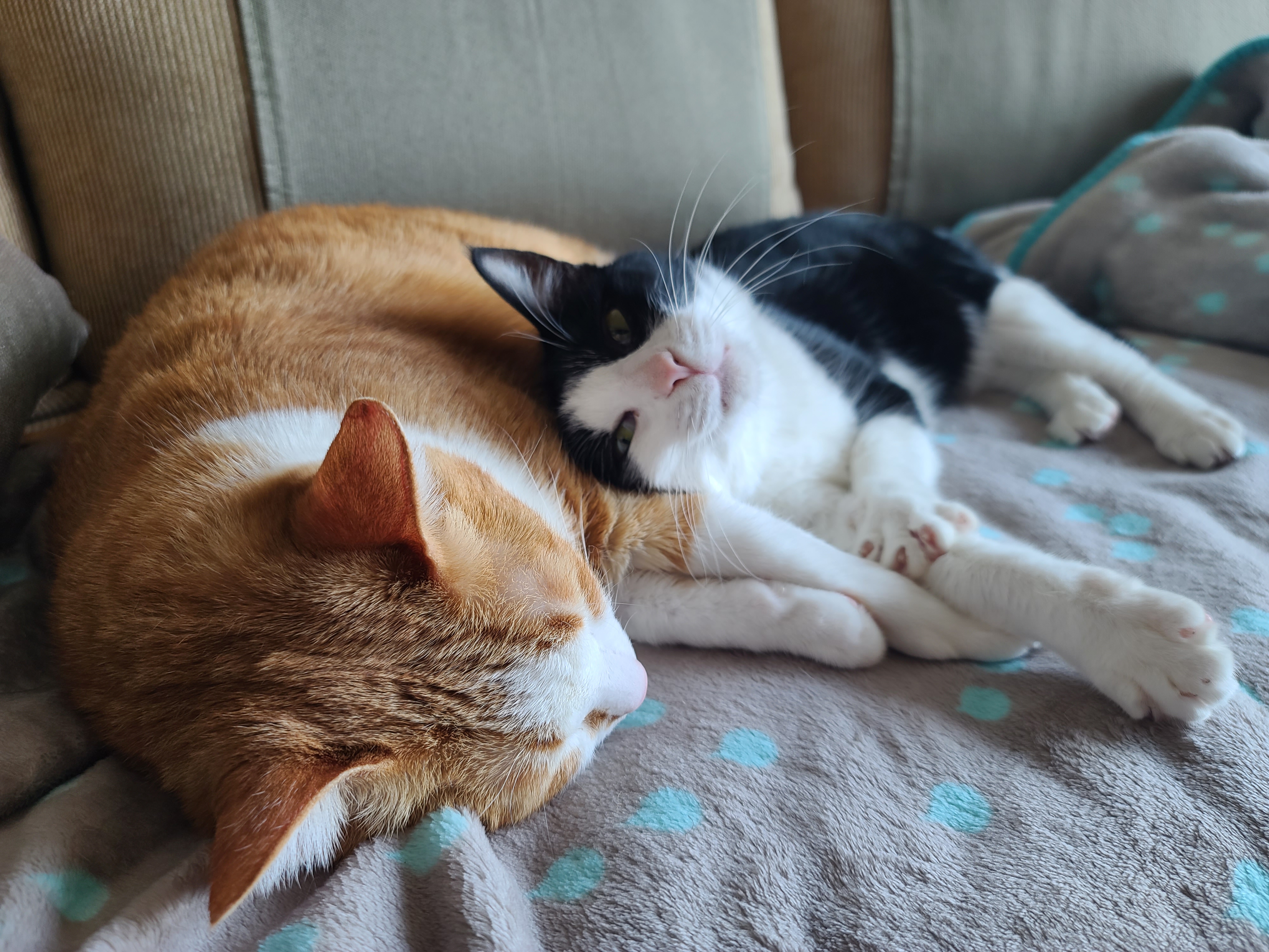 우리집 고양이들에게 치즈냥이 호야의 존재는..