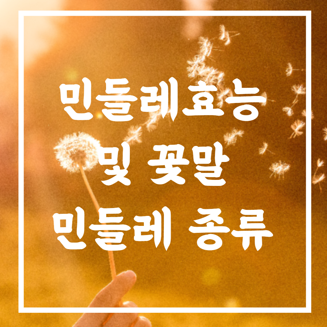 민들레효능