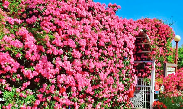 생방송 오늘저녁 논산 장미 정원&#44; 230종 야생화&#44; 식물원 카페&#44; 직접키운 와송&#44; 아로니아 스무디 맛집