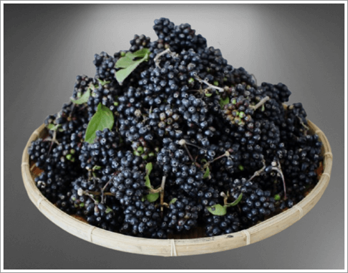 오가피열매 효능