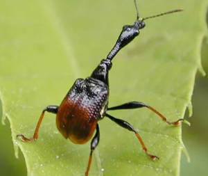 벌레 나오는 꿈