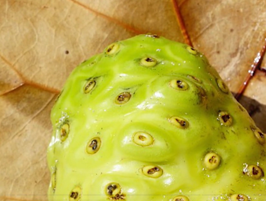 노니 효능 부작용