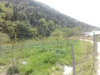 호밀 재배 가을 파종 추위 강함 사료용 수확_9