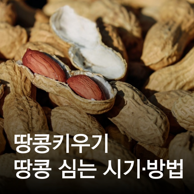 땅콩 심는 시기