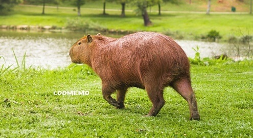 카피바라 볼수있는곳