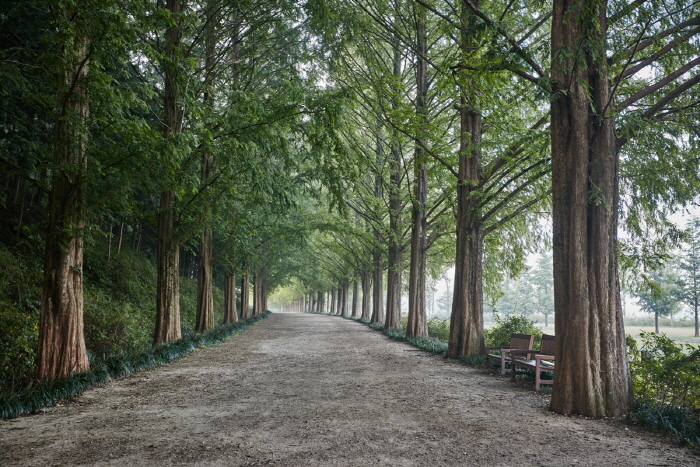 담양 메타세쿼이아 수목원 관람 가이드 ❘ 이용 정보·산책 코스·계절별 포인트 총정리