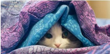 고양이 감기 걸렸을 때 대처법 - 콧물, 재채기 그냥 두면 위험합니다.