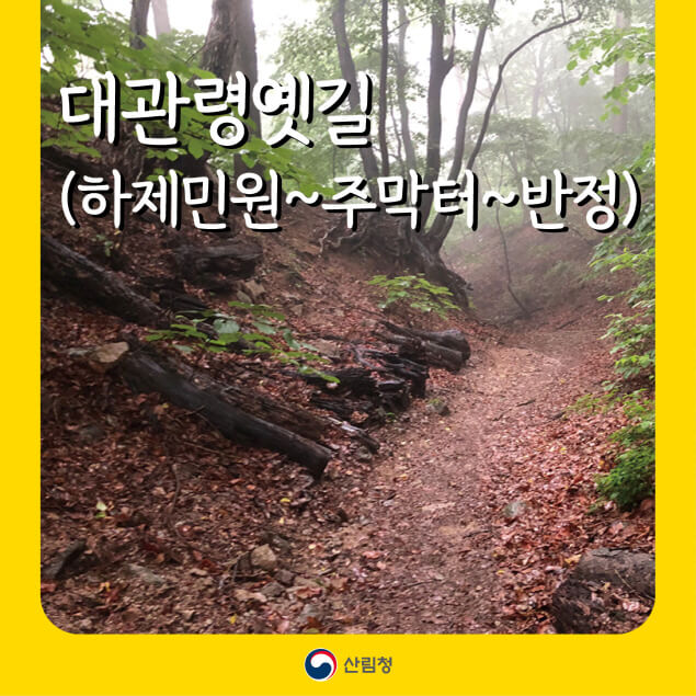 대관령옛길 완전 정복! 천년 고갯길에서 만나는 강릉의 숲과 바람